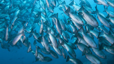 The map covers 71 fisheries and 47 marine species, accounting for M&S' entire seafood product range